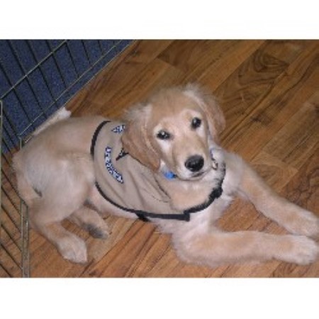 Puppy in Training