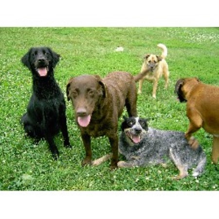 Dog Grooming And Bording Sioux City Dog Grooming And Bording Sioux City