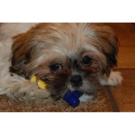 Boarding Kennels ,Dog Training in Maryland