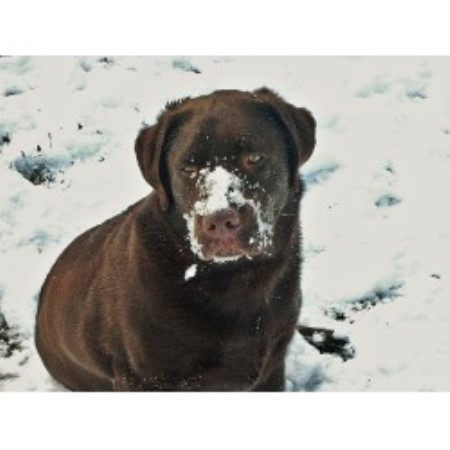 Boarding Kennels ,Boarding KennelsWashington