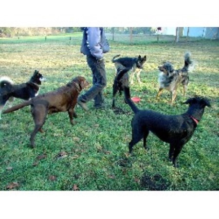 Boarding Kennels ,Boarding KennelsWashington