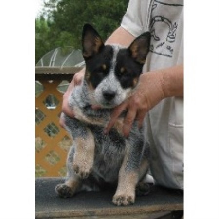 Boarding Kennels ,Boarding KennelsVet ServicesWashington