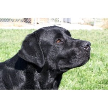 Boarding Kennels ,Vet Services ,Pet Sitting in Washington