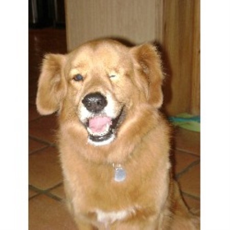 Pet Sitting ,Pet SittingDog WalkingArizona