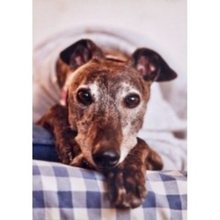 Pet Sitting ,Dog Walking in South Carolina