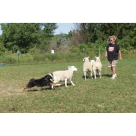 Pawsitively Unleashed! in Custer, Wisconsin (ID: 79719)