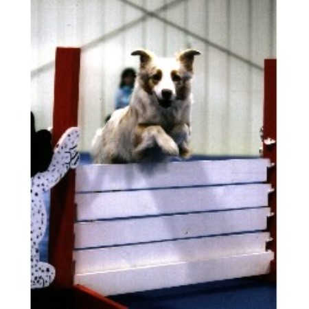 Dog Groomer ,Dog GroomerBoarding KennelsWisconsin