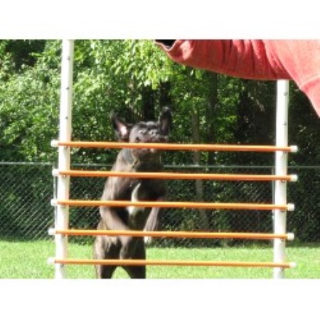 Dog Training in Michigan