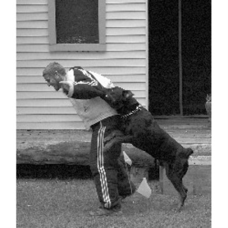 Dog Training in Michigan