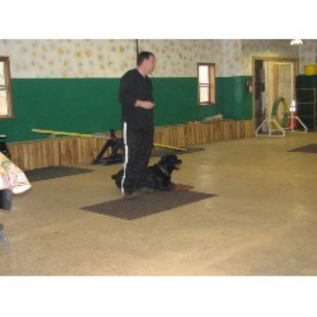 Dog Training in Michigan