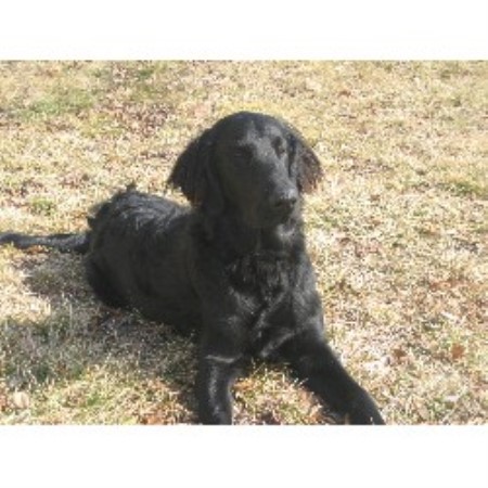 Dog walking in Columbia, Maryland