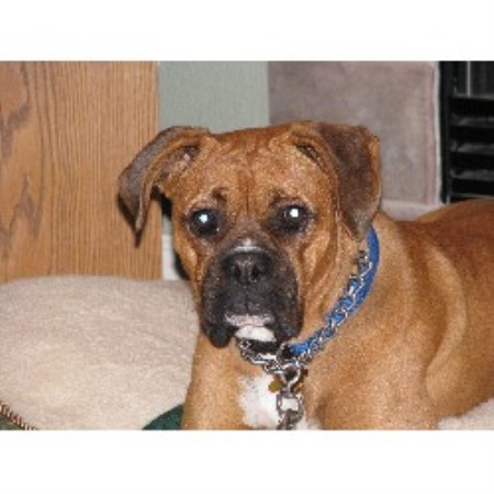 Duke the Boxer in Training