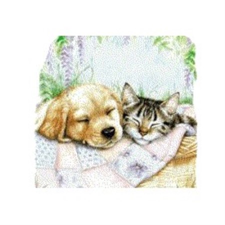 Experienced pet sitter and dog walker in Holly Springs, North Carolina