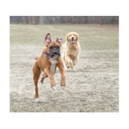 Dog Groomer ,Dog GroomerBoarding KennelsBoarding KennelsBoarding KennelsBoarding KennelsMassachusetts