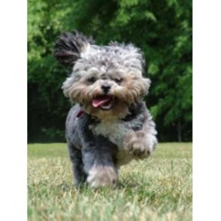 Dog Groomer ,Dog GroomerBoarding KennelsBoarding KennelsBoarding KennelsBoarding KennelsMassachusetts