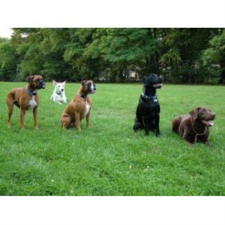 Dog Groomer ,Dog GroomerBoarding KennelsBoarding KennelsBoarding KennelsBoarding KennelsMassachusetts