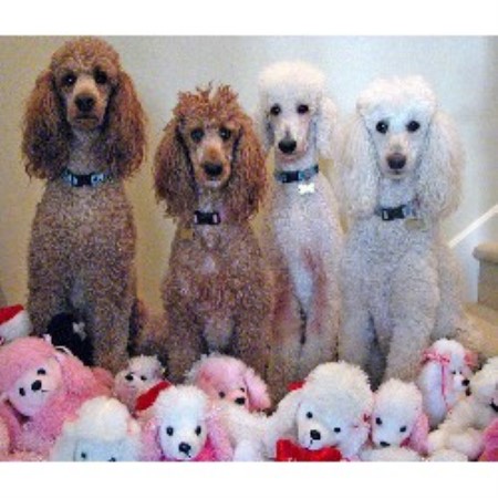 Doggie Divas 