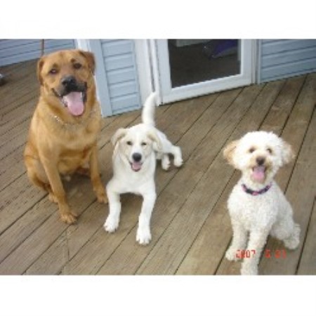 Positive training and pet care services in Grenloch, New Jersey