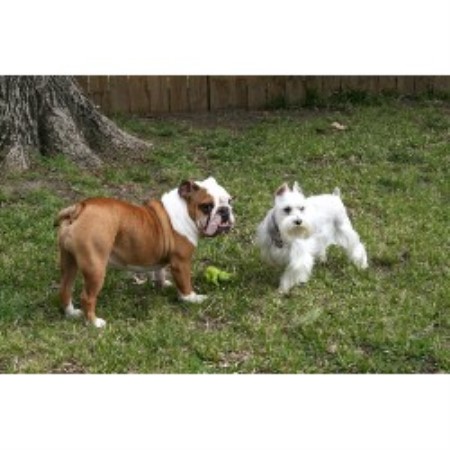 Dog Groomer ,Dog GroomerBoarding KennelsMississippi