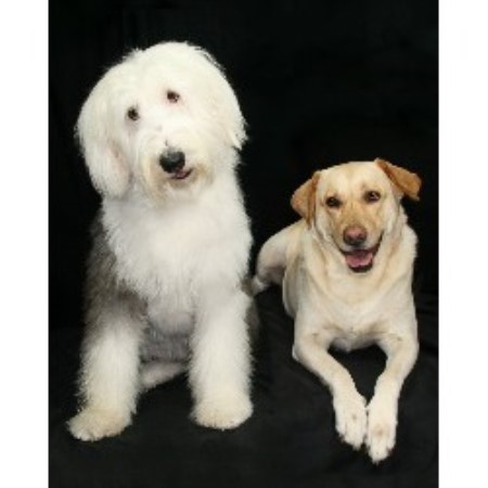 Dog Groomer ,Dog GroomerBoarding KennelsMississippi