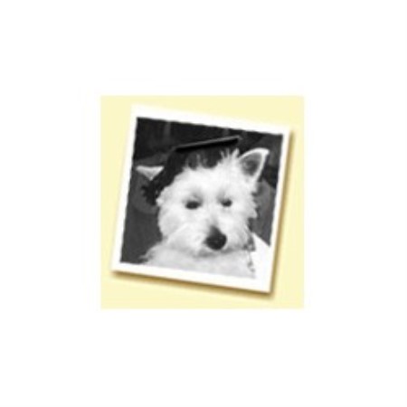 Dog Training in Georgia