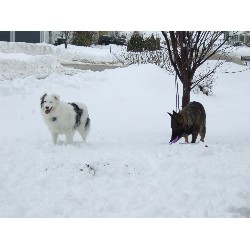 Pet Sitting ,Pet SittingDog TrainingNew Hampshire