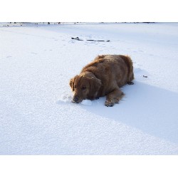Pet Sitting ,Pet SittingDog TrainingNew Hampshire