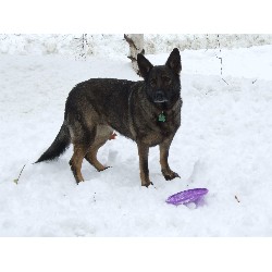 Pet Sitting ,Pet SittingDog TrainingNew Hampshire