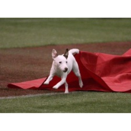 Dog Training in South Carolina