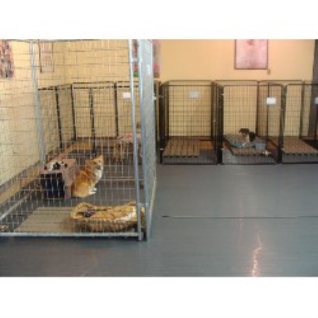Dog Groomer ,Dog GroomerIllinois