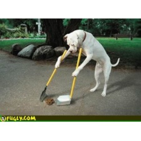 Pooper Scooper in Michigan