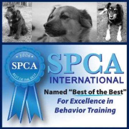 Dog Training in Minnesota