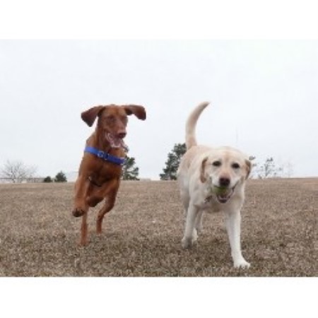 Pet Sitting ,Pet SittingMaine