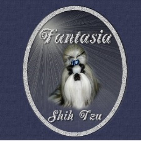 Fantasia Shih Tzu  Grooming