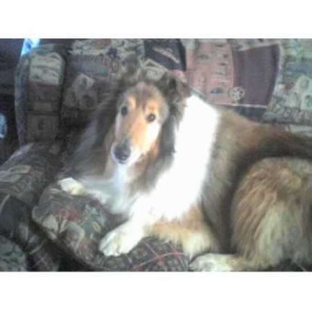 Doggy weekend getaway care in Crystal Lake, Illinois