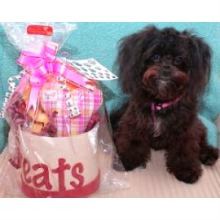 Dog Boutique/Barkery in Florida