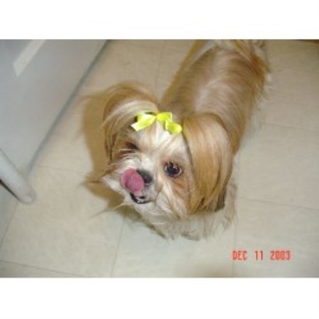 Dog Groomer ,Dog GroomerPet SittingPet SittingWashington