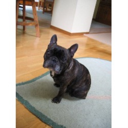 Dog Groomer ,Dog GroomerPet SittingPet SittingWashington