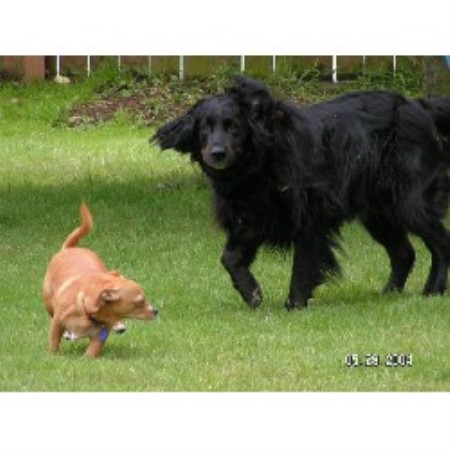 Dog Groomer ,Dog GroomerPet SittingPet SittingWashington