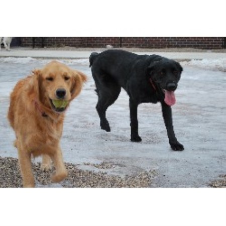Dog Groomer ,Dog GroomerMinnesota