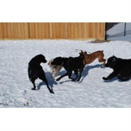 Dog Groomer ,Dog GroomerMinnesota