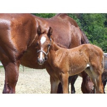 Mare Foal Care