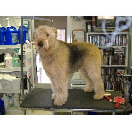 Airedale before
