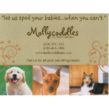 Experienced pet sitter and dog walker in Aurora, Illinois