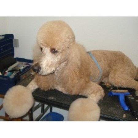 Dog Groomer in Georgia