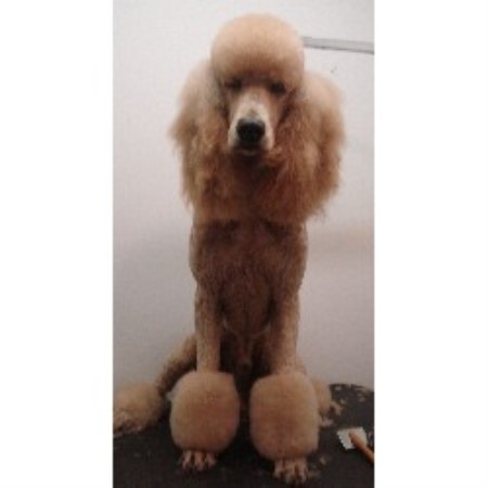 Dog Groomer in Georgia