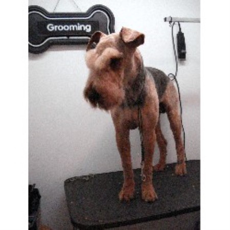 Dog Groomer in Georgia