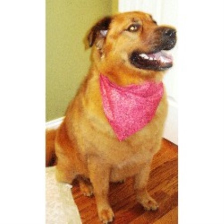 Dog Groomer in Georgia