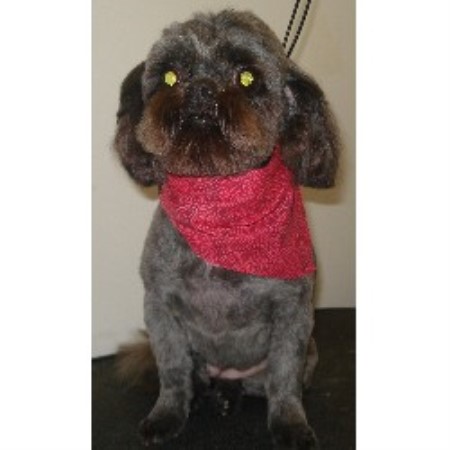 Dog Groomer in Georgia