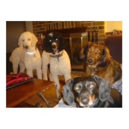 House sitting and walking for puppies and dogs in Bartlett, Illinois